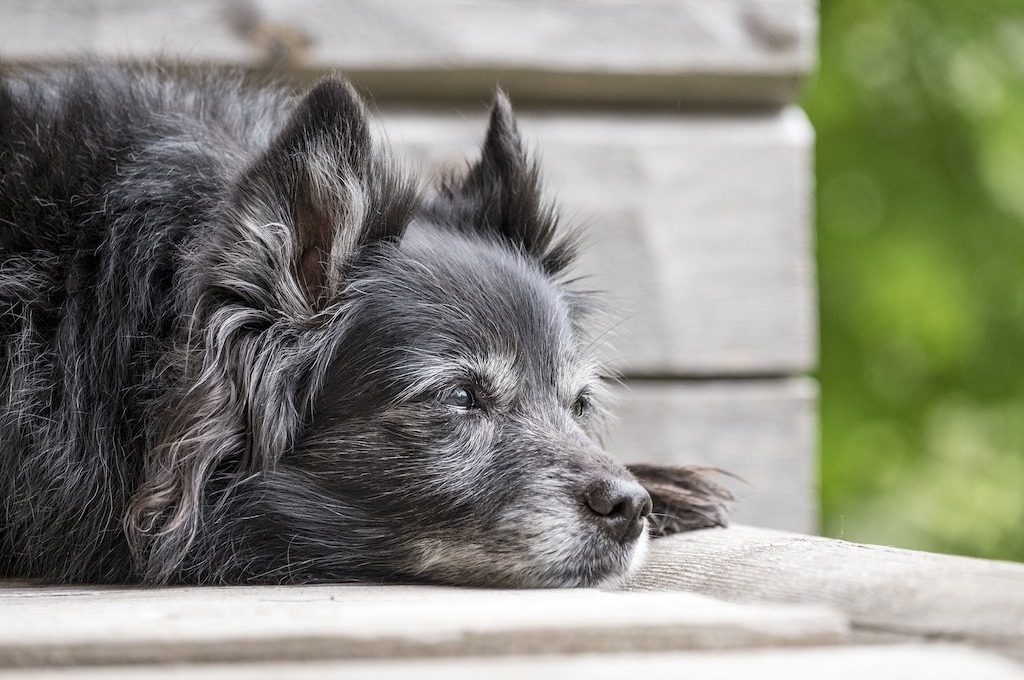 perro adulto de color negro tumbado