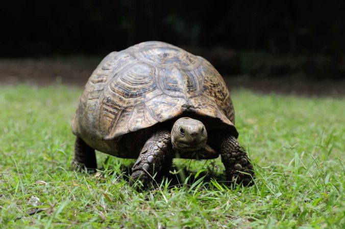 Tortoise in the grass