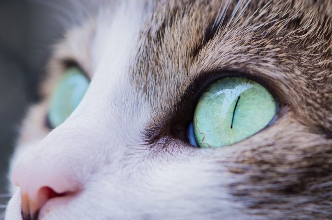 ojos de un gato en primer plano