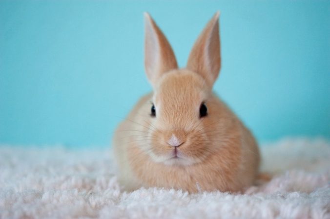conejo marrón sobre alfombra