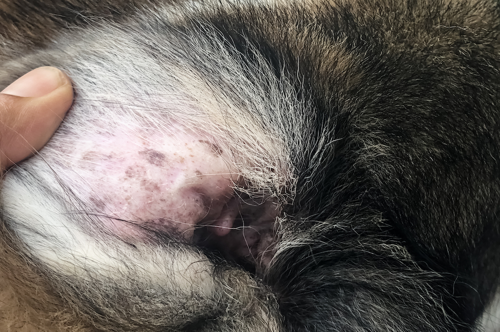 Malassezia dermatitis in dogs