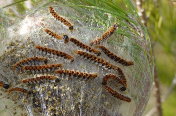Processionary caterpillar nest