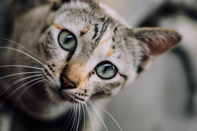 gato gris con ojos azules