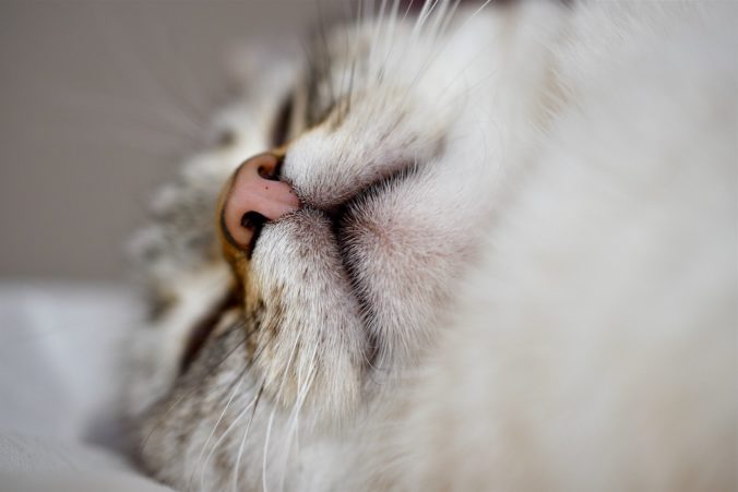 close-up of the face of a sleeping cat
