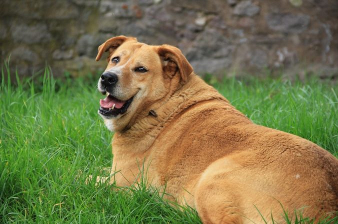 gos amb obesitat estirat a la gespa