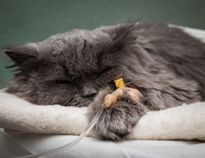 gato tumbado con una via intravenosa