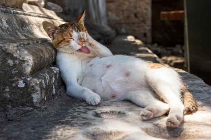 gato en periodo de gestación tumbado