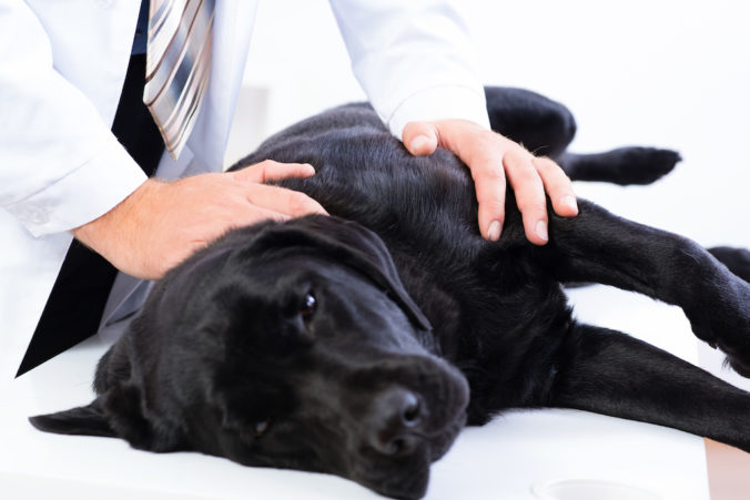 Perro negro tumbado en camilla con veterinario