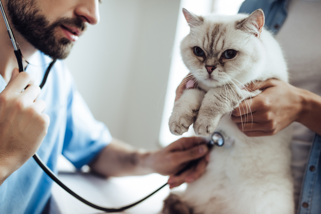 High blood pressure in pets - HV Glòries