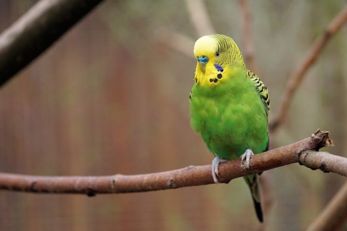 A la fotografia apareix un periquito verd i groc posat en una branca