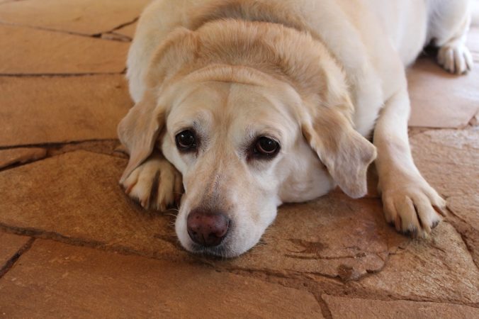 Imagen que muestra un perro mayor de raza labrador de color canela acostado en el suelo