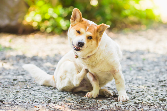 perro blanco rascándose a causa de la atopia canina