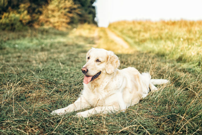 white dog lying in the meadow