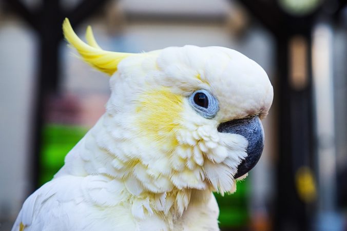 white cockatoo with yellow crest