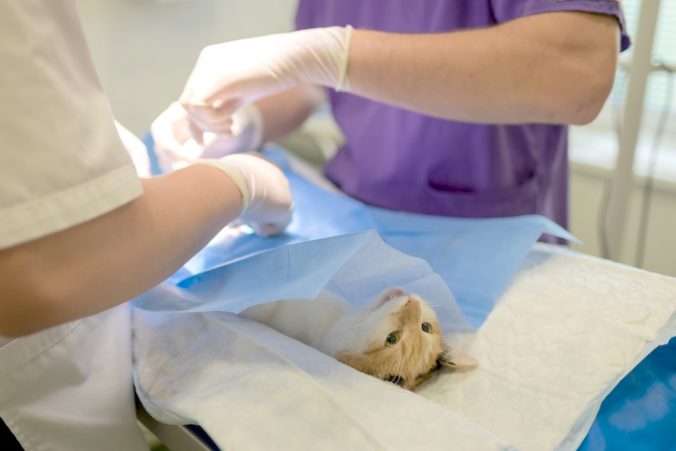 imatge d´un gat mentre li fan una operació