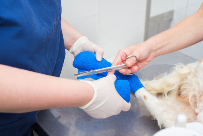 Veterinary places sterile bandage in dog paw