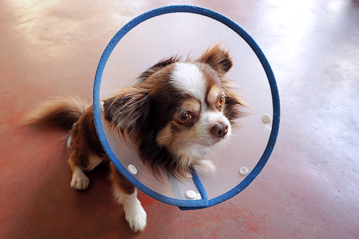 perro chihuahua con un collarin de plástico para evitar que se rasque