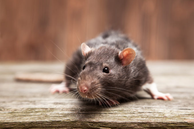 Pet rats on a wooden background
