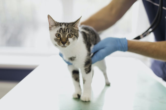 petit gat que és revisat per un veterinari