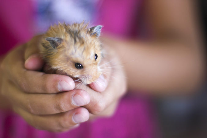 pequeño hamster marrón cogido en las manos