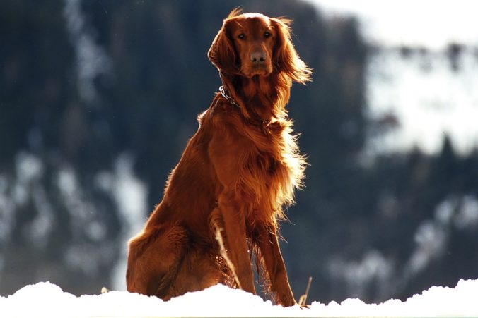 photograph of an irish setter in the snow
