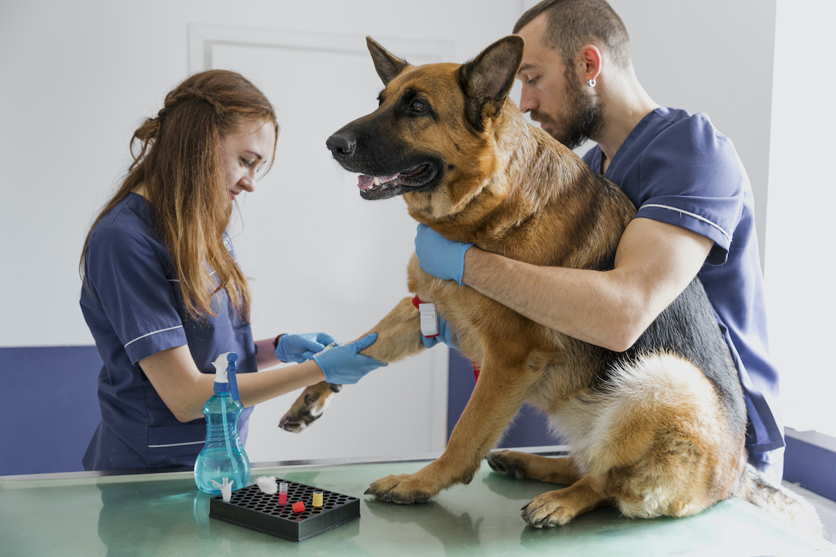 Trombocitopenia en perros: ¿cómo patología? HV Glòries