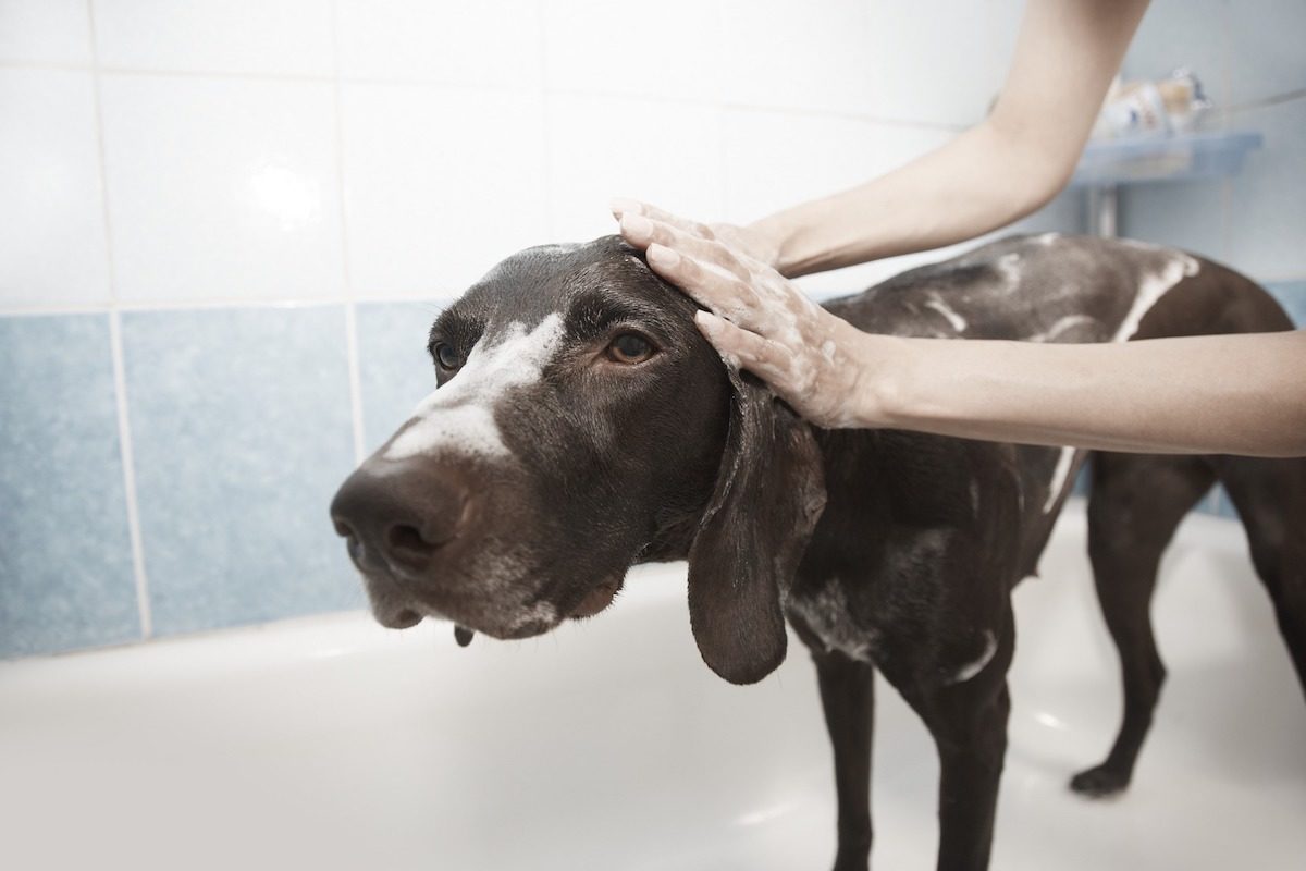 foto de un perro mientras lo bañan