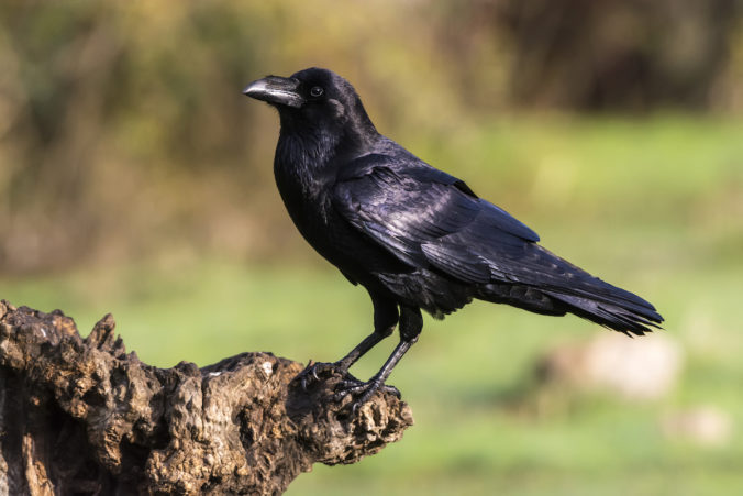 cuervo negro posado sobre un tronco