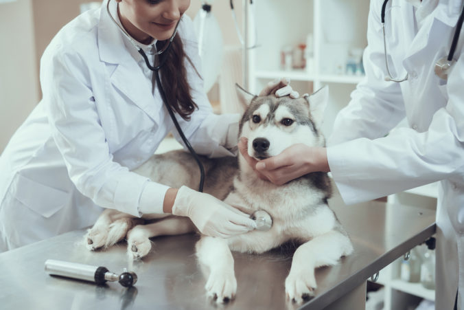vets examining a dog's heart