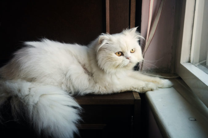 gato angora turco blanco