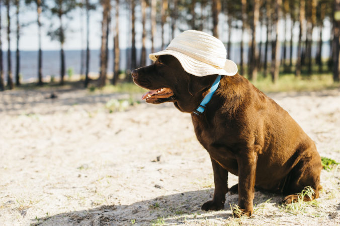 dog on the beach with a hat