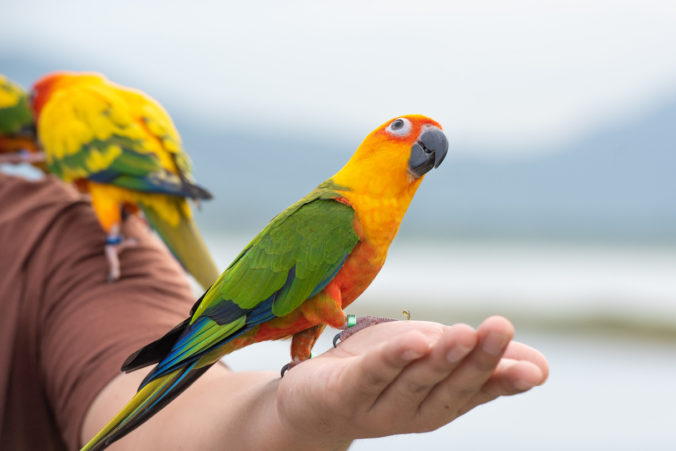green and yellow parrot perched on a man's hand