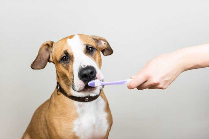 dog ready to have clean teeth with a brush