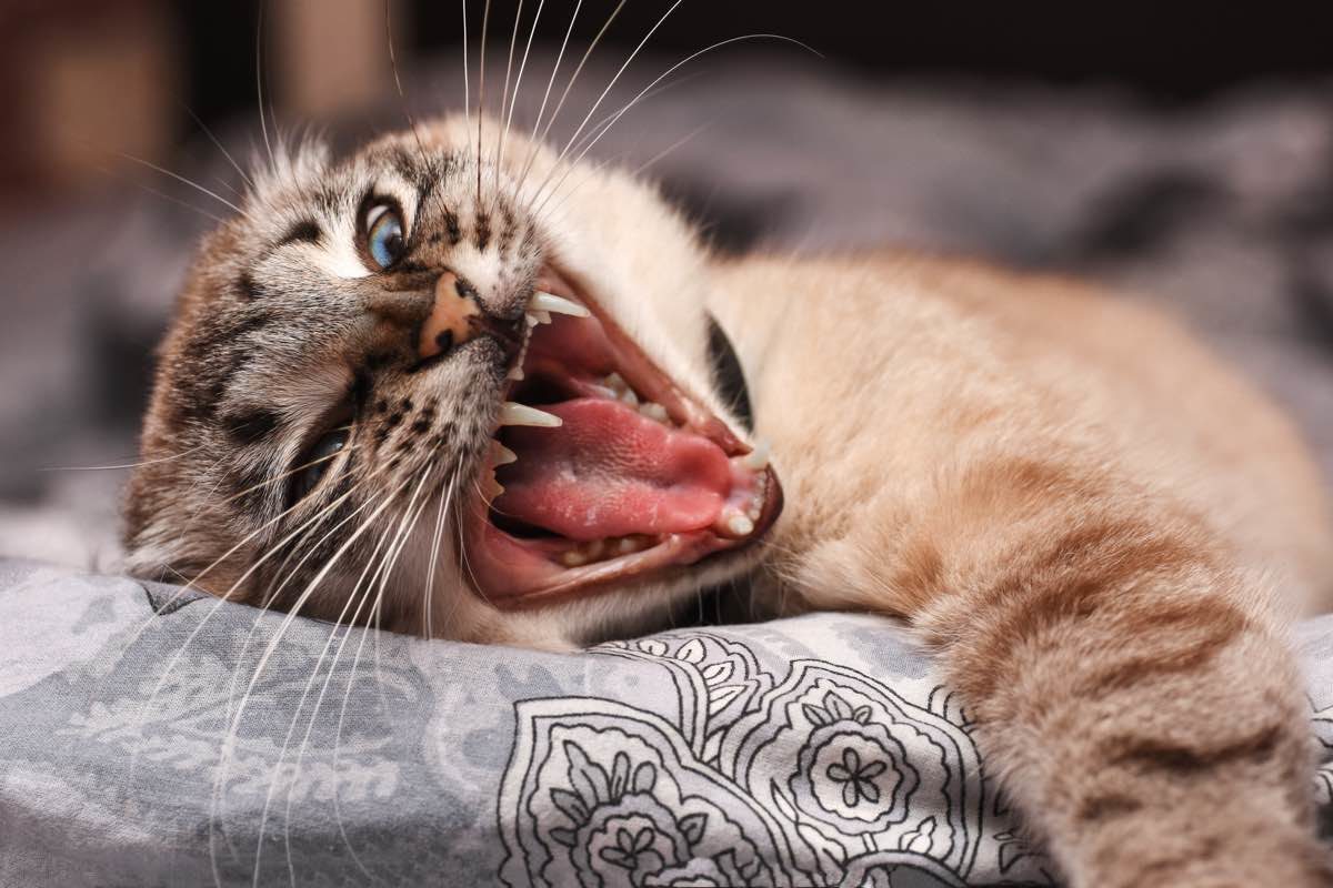 Gato tumbado mostrando enfado con la boca abierta