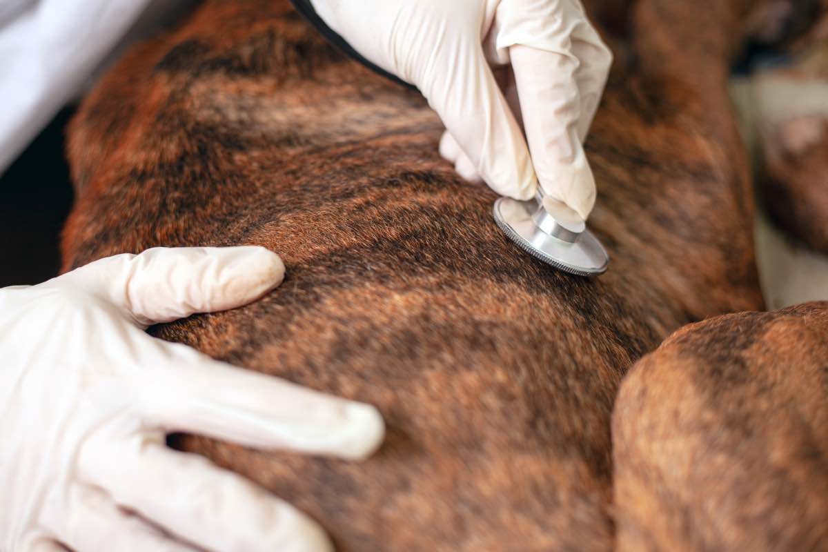 Veterinario auscultando el estómago de un perro con un estetoscopio