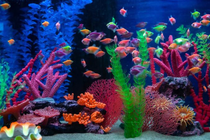 Fish tank with multicolored fish swimming