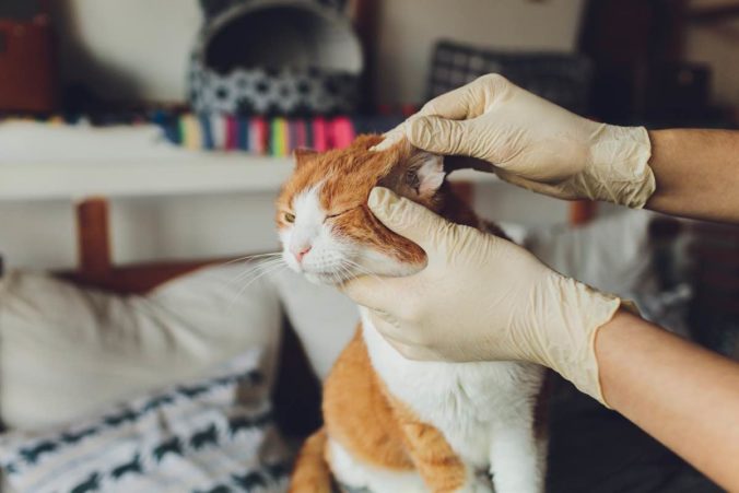 Gato con infección en el oído siendo revisado por un veterinario