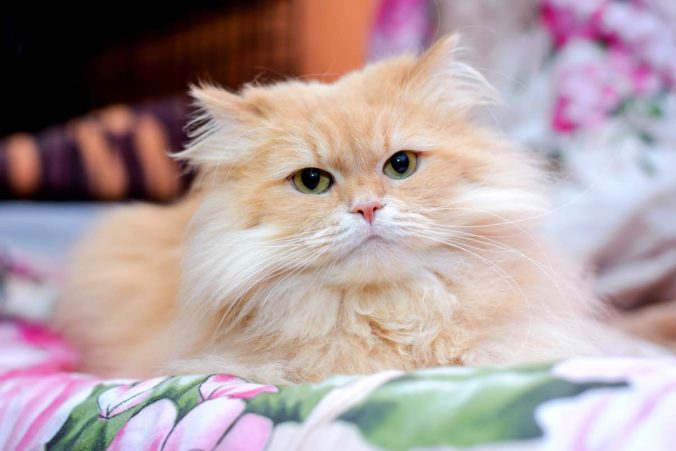 Gato persa de color crema y ojos verdes