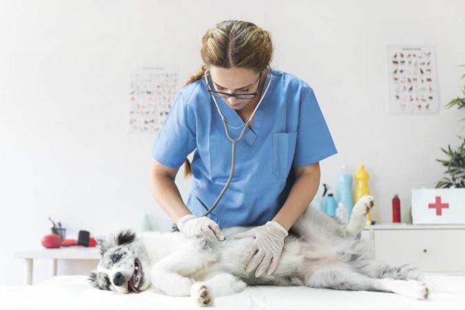 Dog being explored with a speculum by a veterinarian