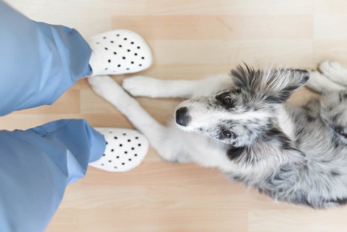 Perro tumbado a los pies de un veterinario