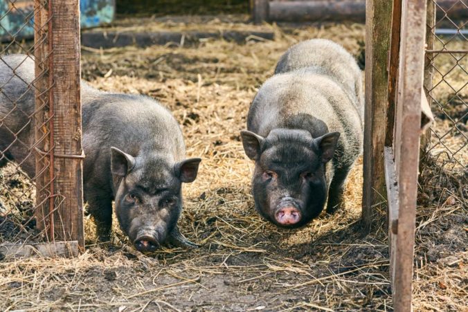 Dos cerdos vietnamitas en una granja