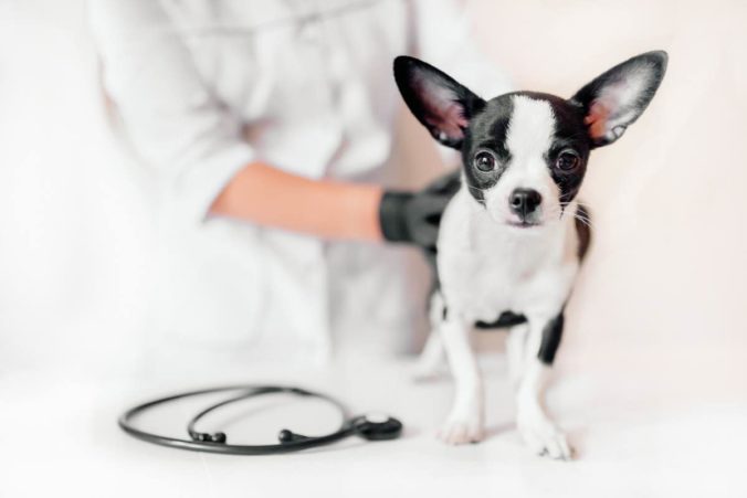 Veterinarian holds a cute black and white puppy at the reception