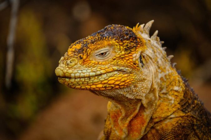 Closeup shot of a head of a yellow iguana