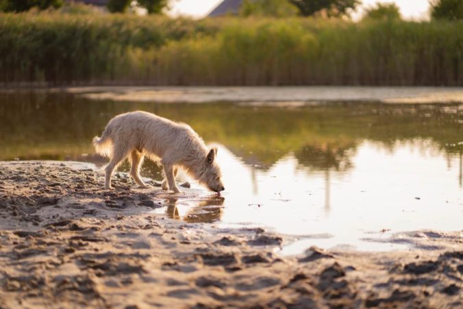 Gos bevent aigua d'un riu