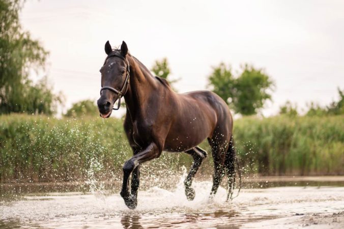 Cavall galopant per un riu