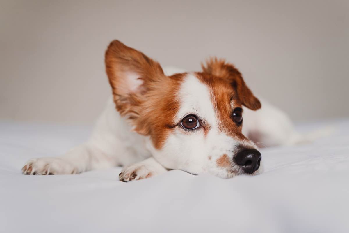 Does your dog have a droopy ear? Causes and what to do