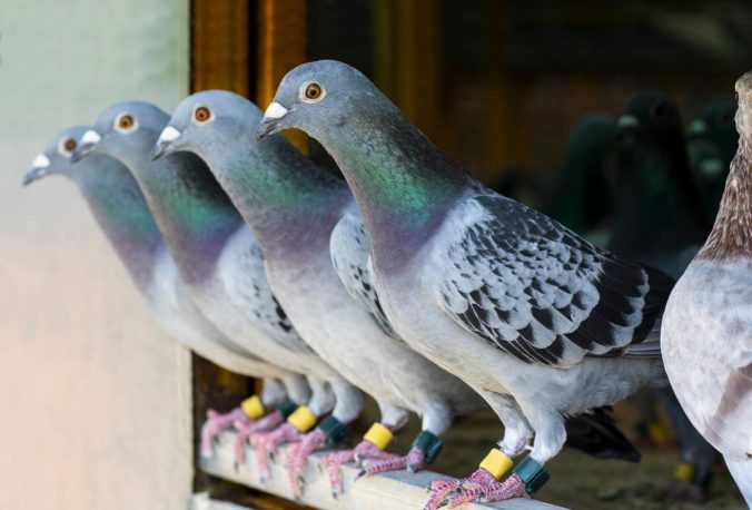 Four pigeons with rings on their legs