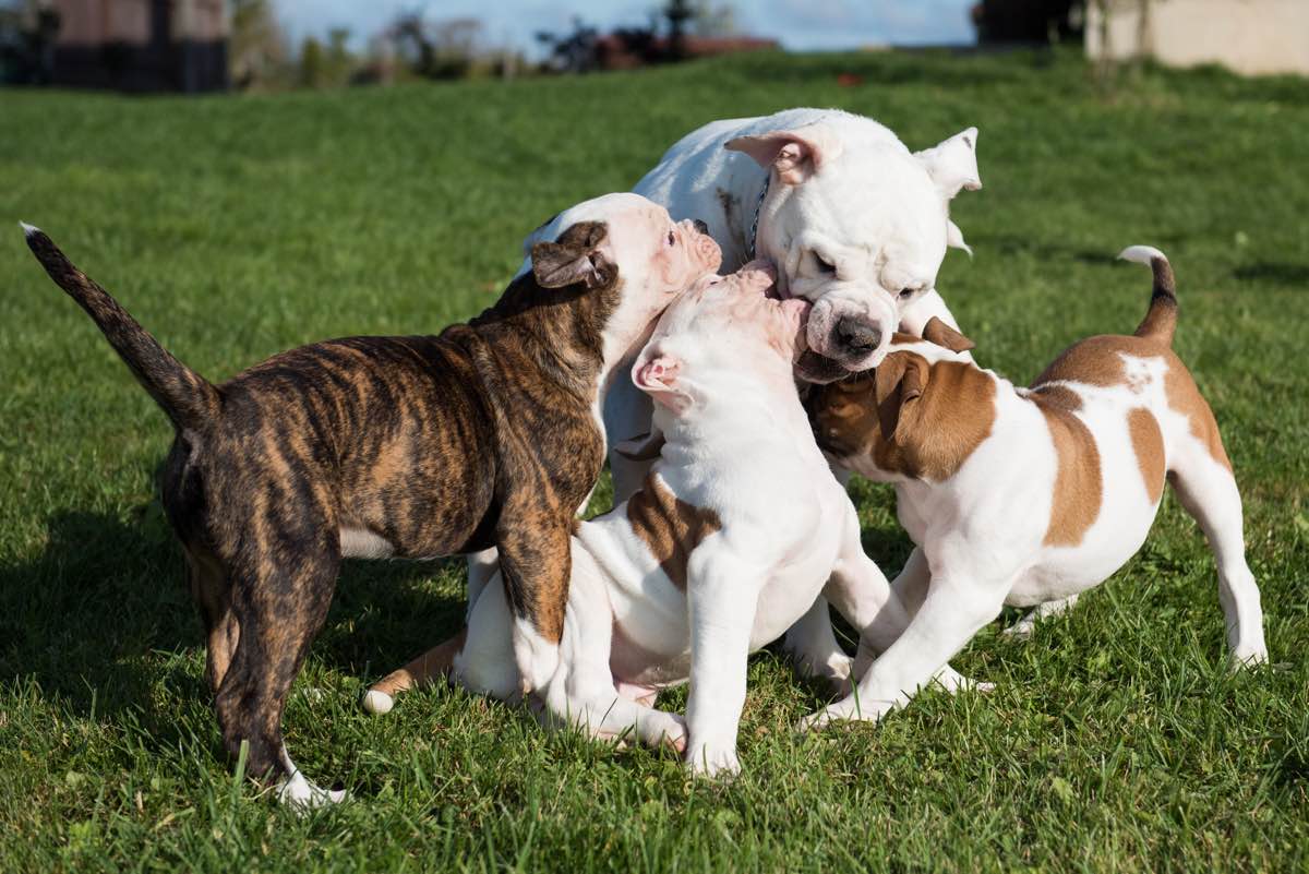 Puppy dogs playing with their mother.