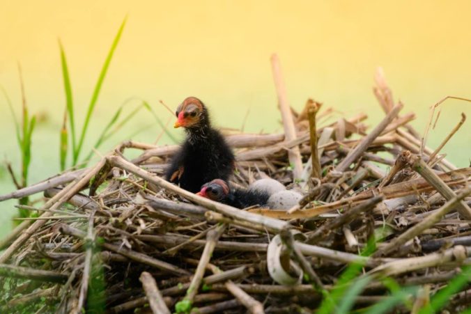 Crías de pájaro en un nido