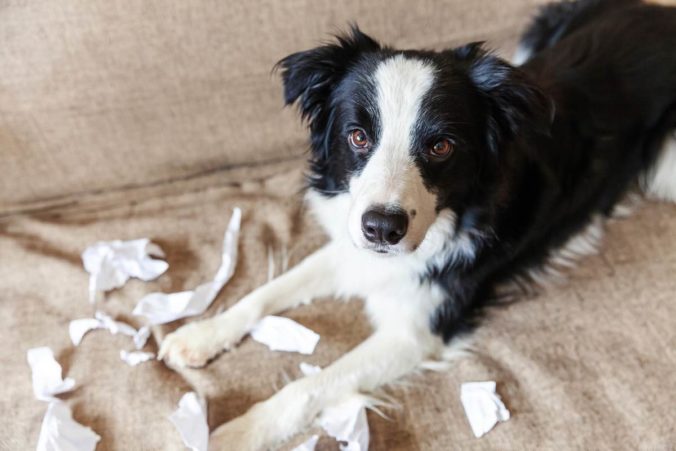 Perro sobre el sofá ha destrozado unos papeles